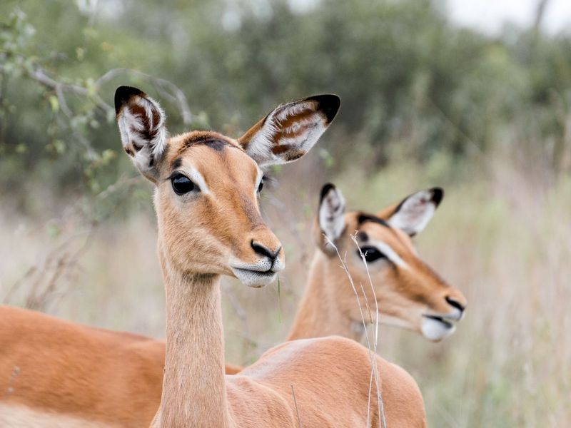 Vacant Land Residential For Sale in Vaal Marina Central - Photo 8