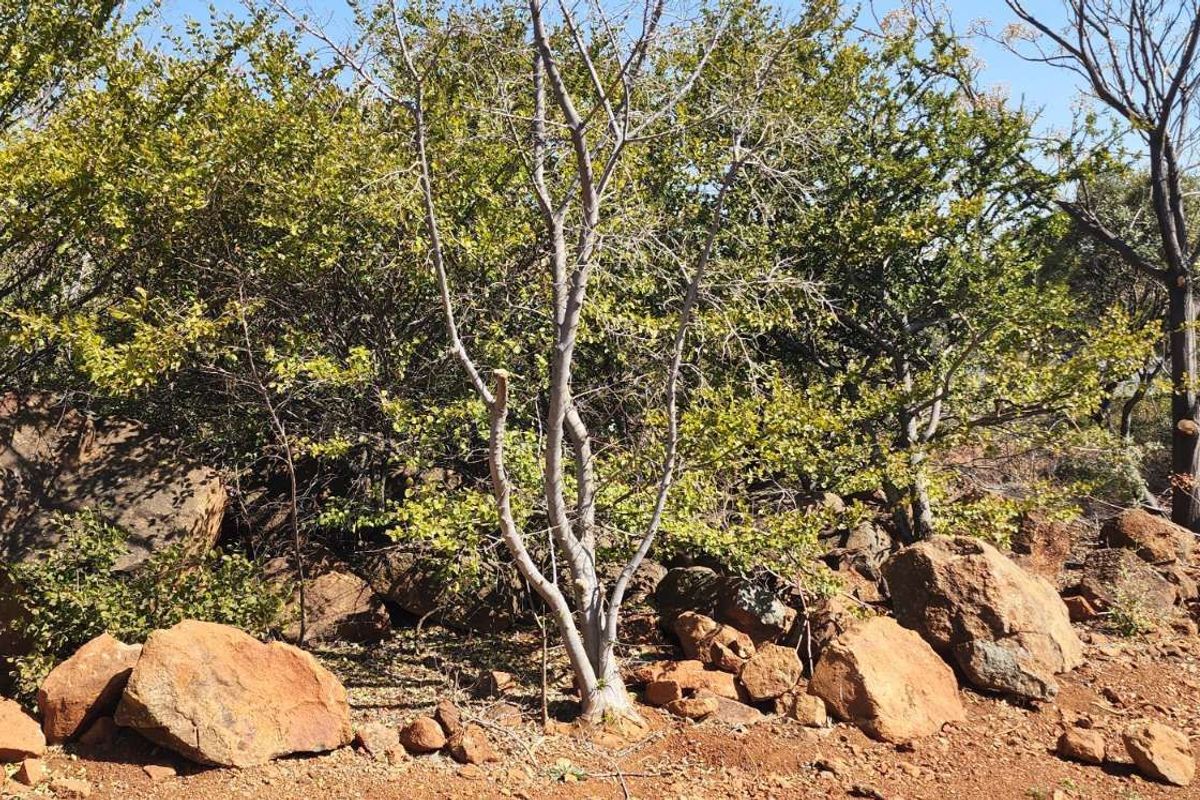 Vacant Land Residential For Sale in Vaal Marina Central - Photo 4