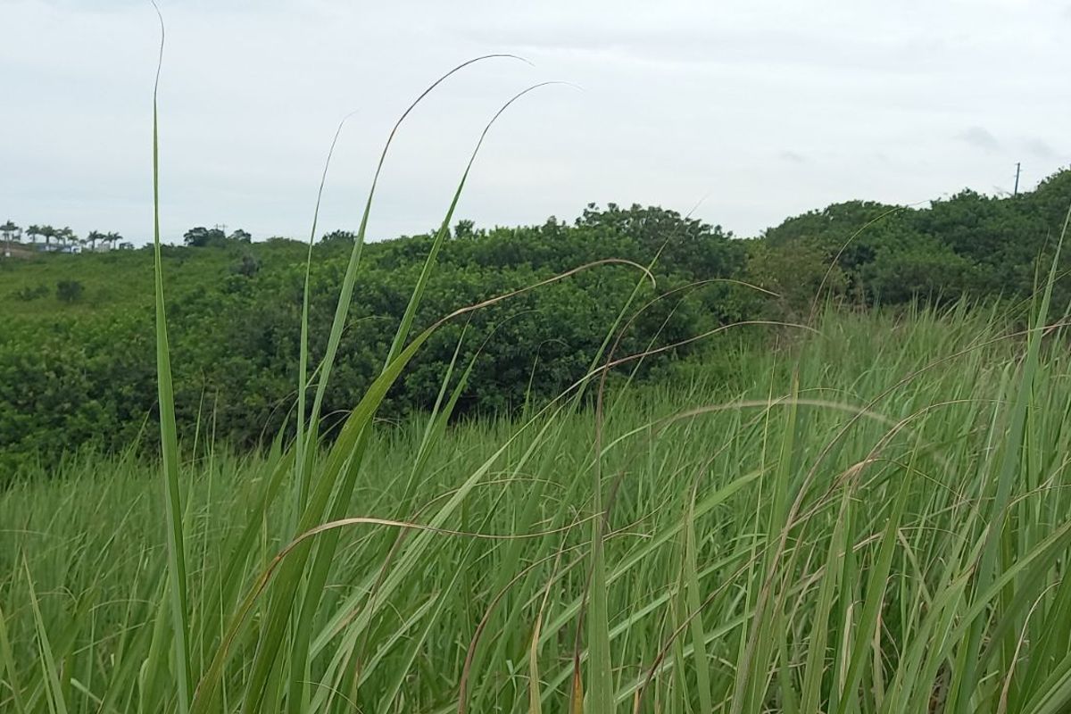 Apartment For Sale in Ballitoville - Photo 2