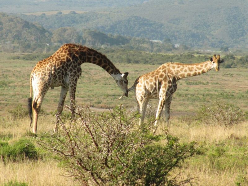 House For Sale in Outeniquasbosch - Photo 9