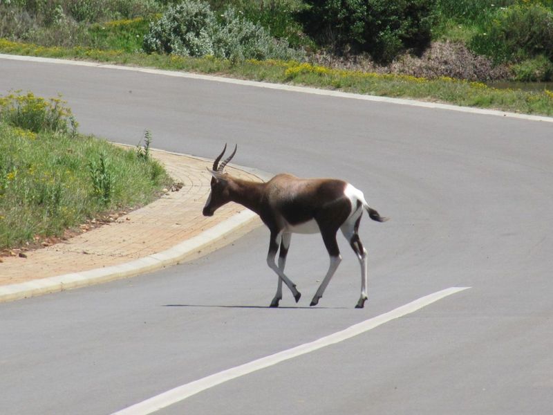 House For Sale in Outeniquasbosch - Photo 8