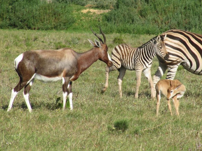 House For Sale in Outeniquasbosch - Photo 7