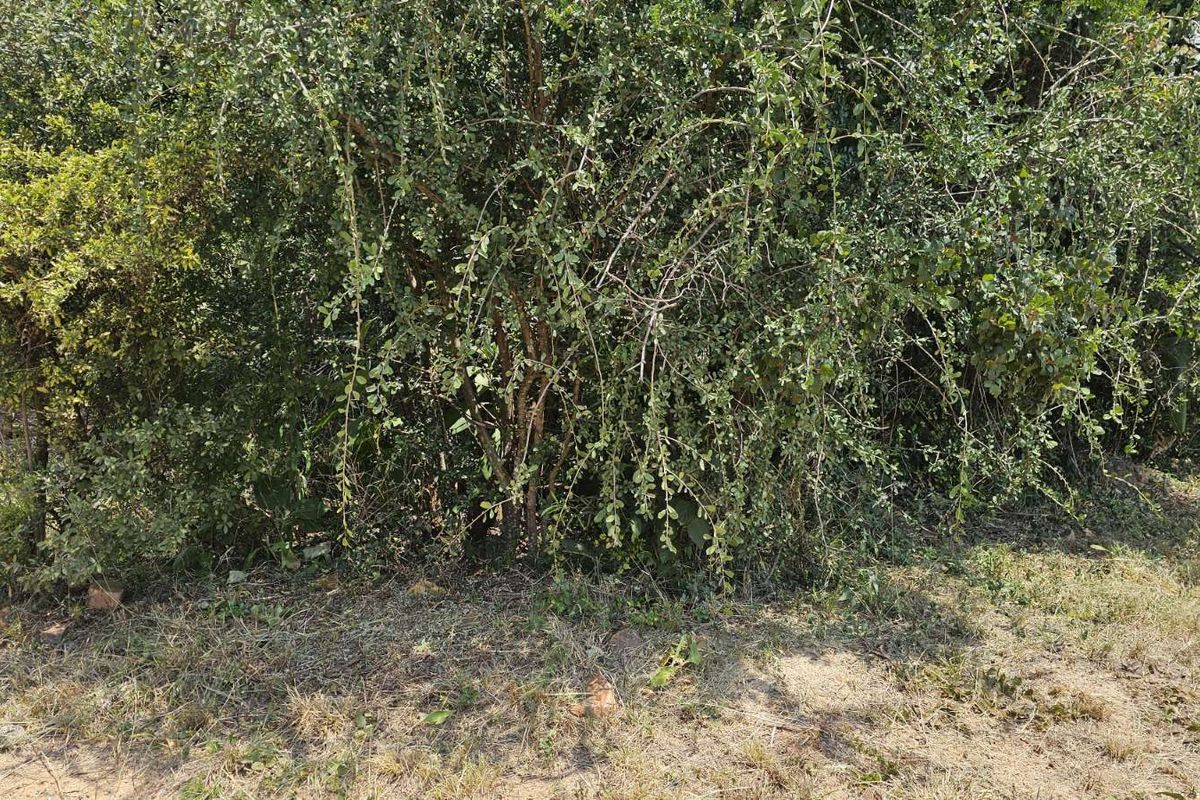 Vacant Land Residential For Sale in The Hills Game Reserve Estate - Photo 4