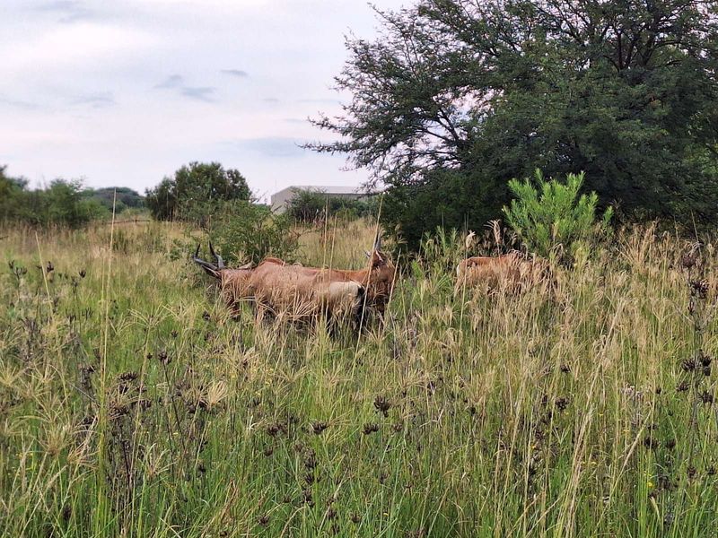 Vacant Land Residential For Sale in Koro Creek Golf Estate - Photo 5