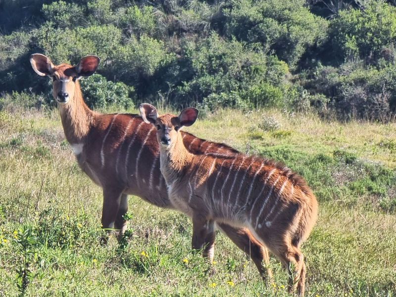 House For Sale in Outeniquasbosch - Photo 9