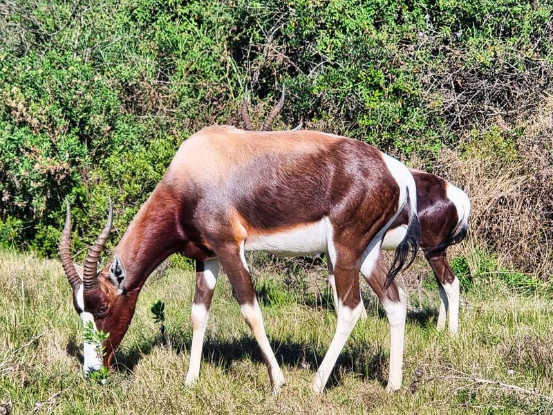 House For Sale in Outeniquasbosch - Photo 10