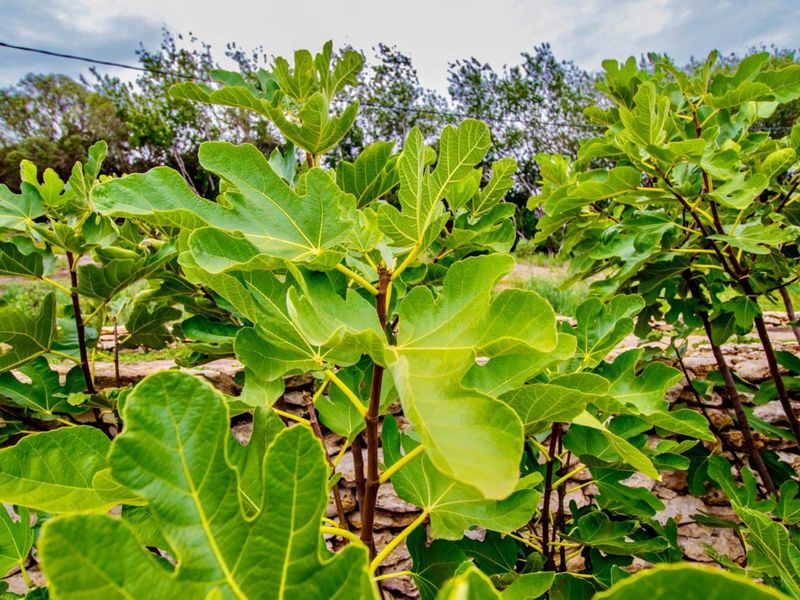 House For Sale in Stilbaai Oos - Photo 10