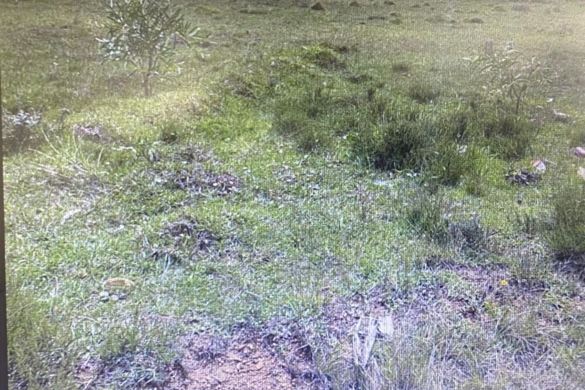 Vacant Land Residential For Sale in Greenbushes AH - Photo 3