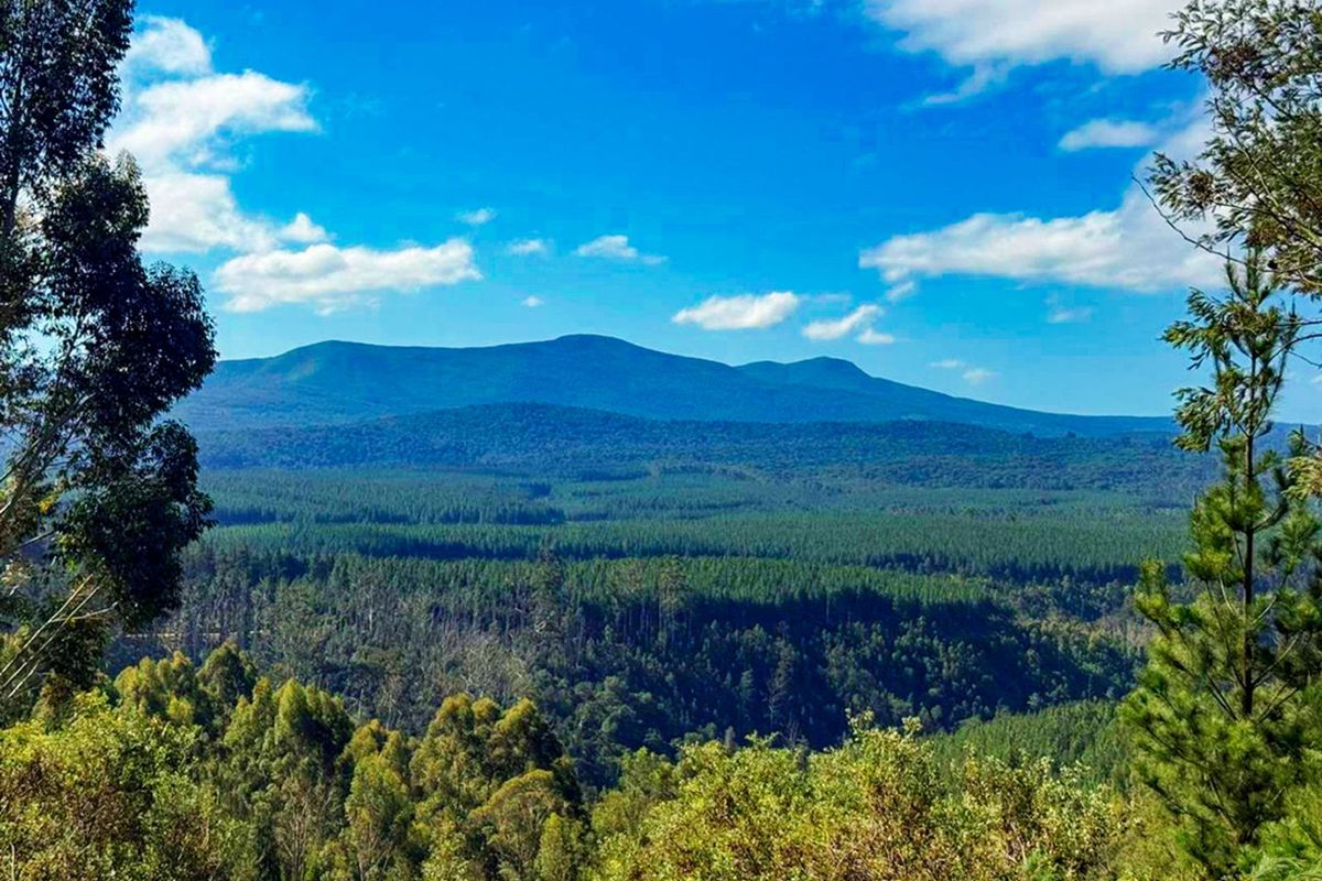 A scenic, elevated landscape view overlooking a vast forest and mountain range, showcasing the natural beauty of the farm property.