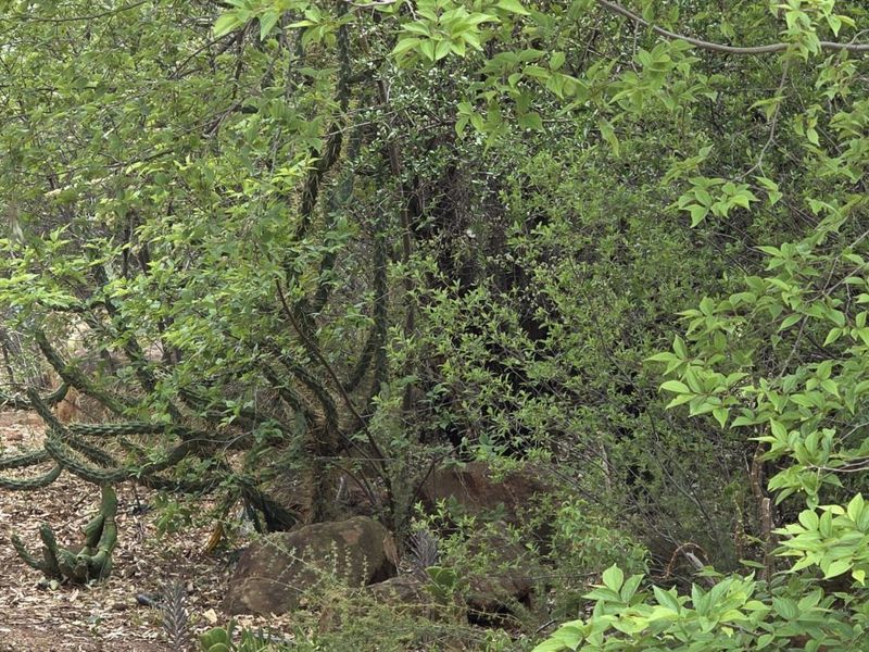 Vacant Land Residential For Sale in Vaal Marina Central - Photo 2