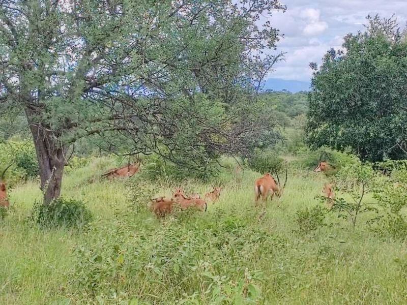 Farm For Sale in Mica - Photo 7