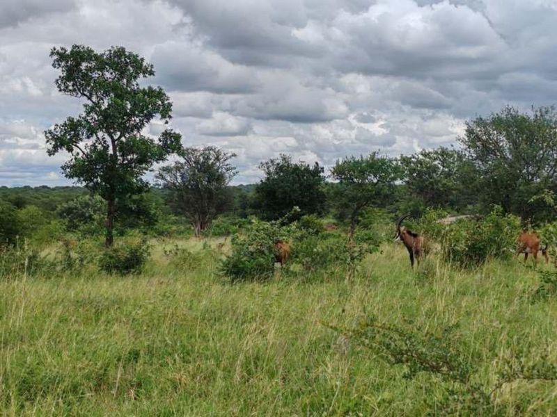 Farm For Sale in Mica - Photo 6