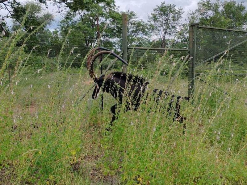 Farm For Sale in Mica - Photo 10