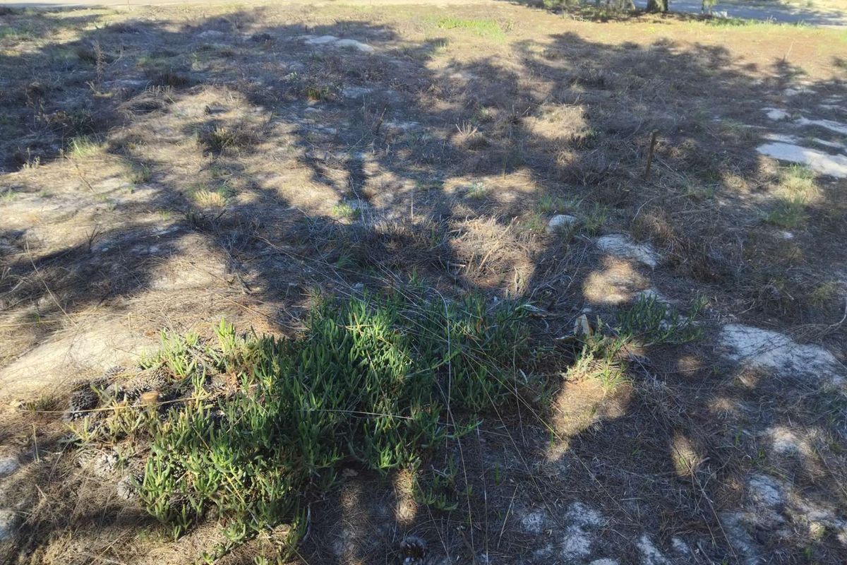 House For Sale in Albertinia Central - Photo 3