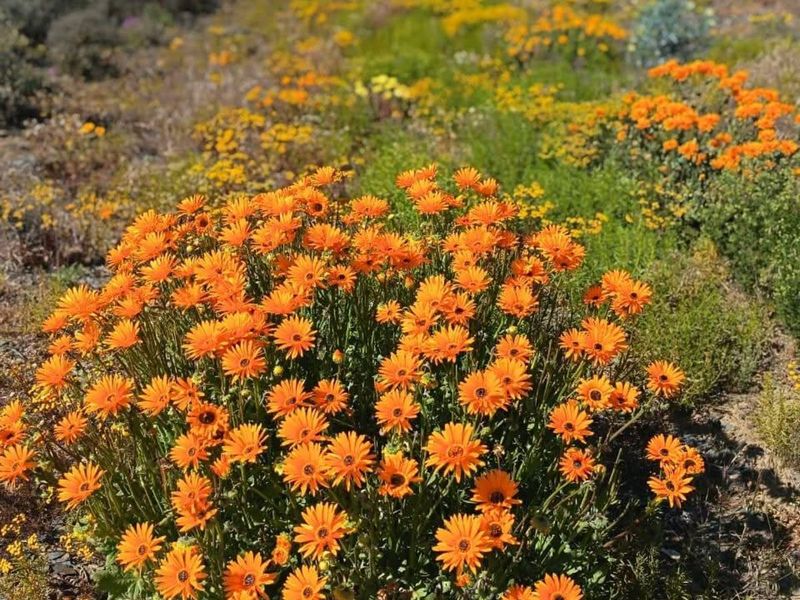 Business For Sale in Hondeklip Bay Central - Photo 9