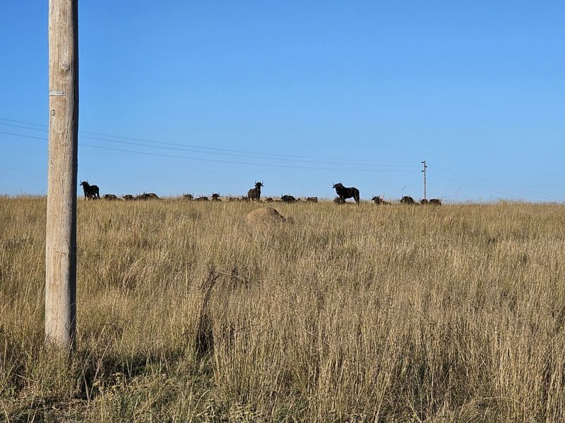 Vacant Land Residential For Sale in Naauwpoort - Photo 2