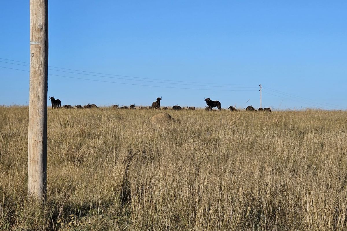 Vacant Land Residential For Sale in Naauwpoort - Photo 2