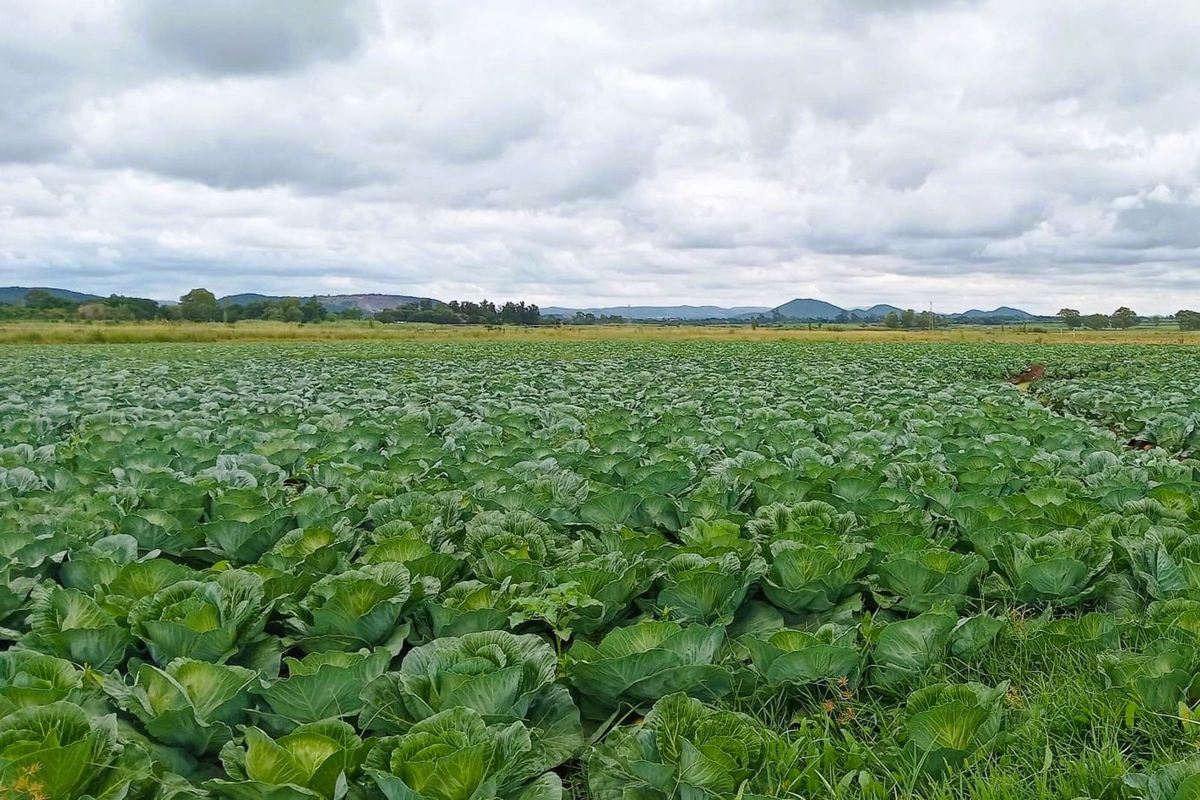 Farm For Sale in Wonderboom AH - Photo 5