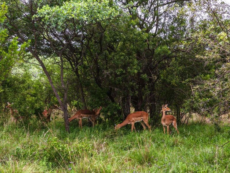 Vacant Land Residential For Sale in Koro Creek Golf Estate - Photo 9