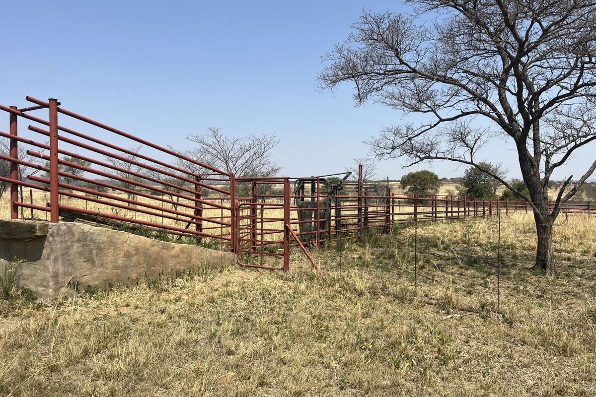 A functional farm livestock handling facility featuring metal cattle crush and perimeter fencing set within an open grazing field.