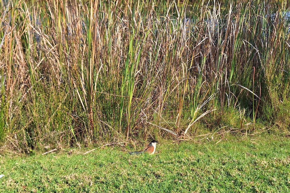 Vacant Land Residential For Sale in Koro Creek Golf Estate - Photo 2