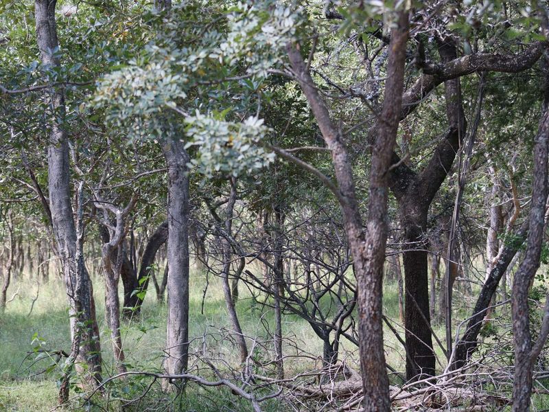 Vacant Land Residential For Sale in Koro Creek Golf Estate - Photo 5