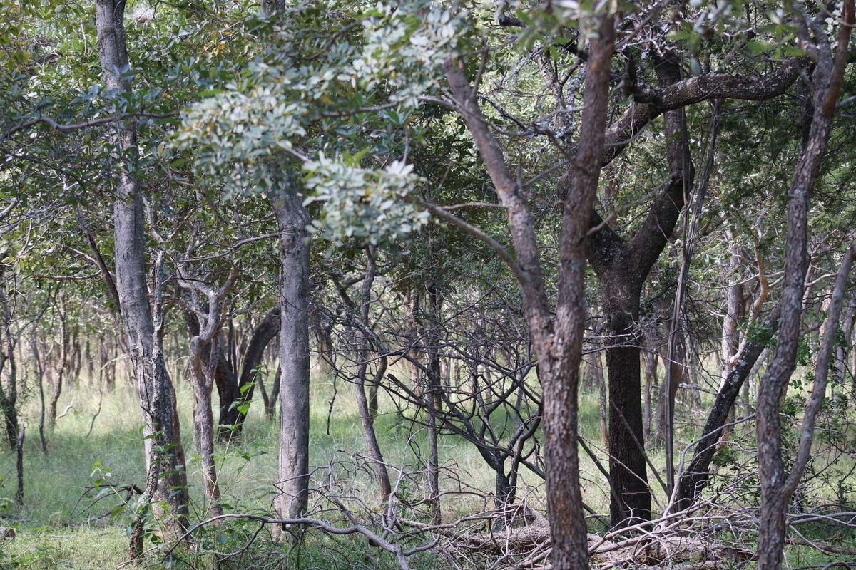 Vacant Land Residential For Sale in Koro Creek Golf Estate - Photo 5