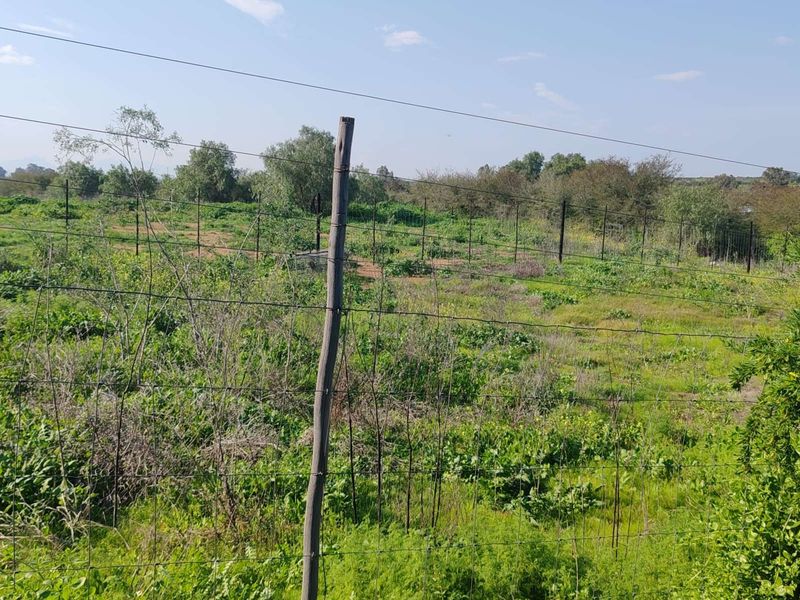 Vacant Land Residential For Sale in De Hoop - Photo 3