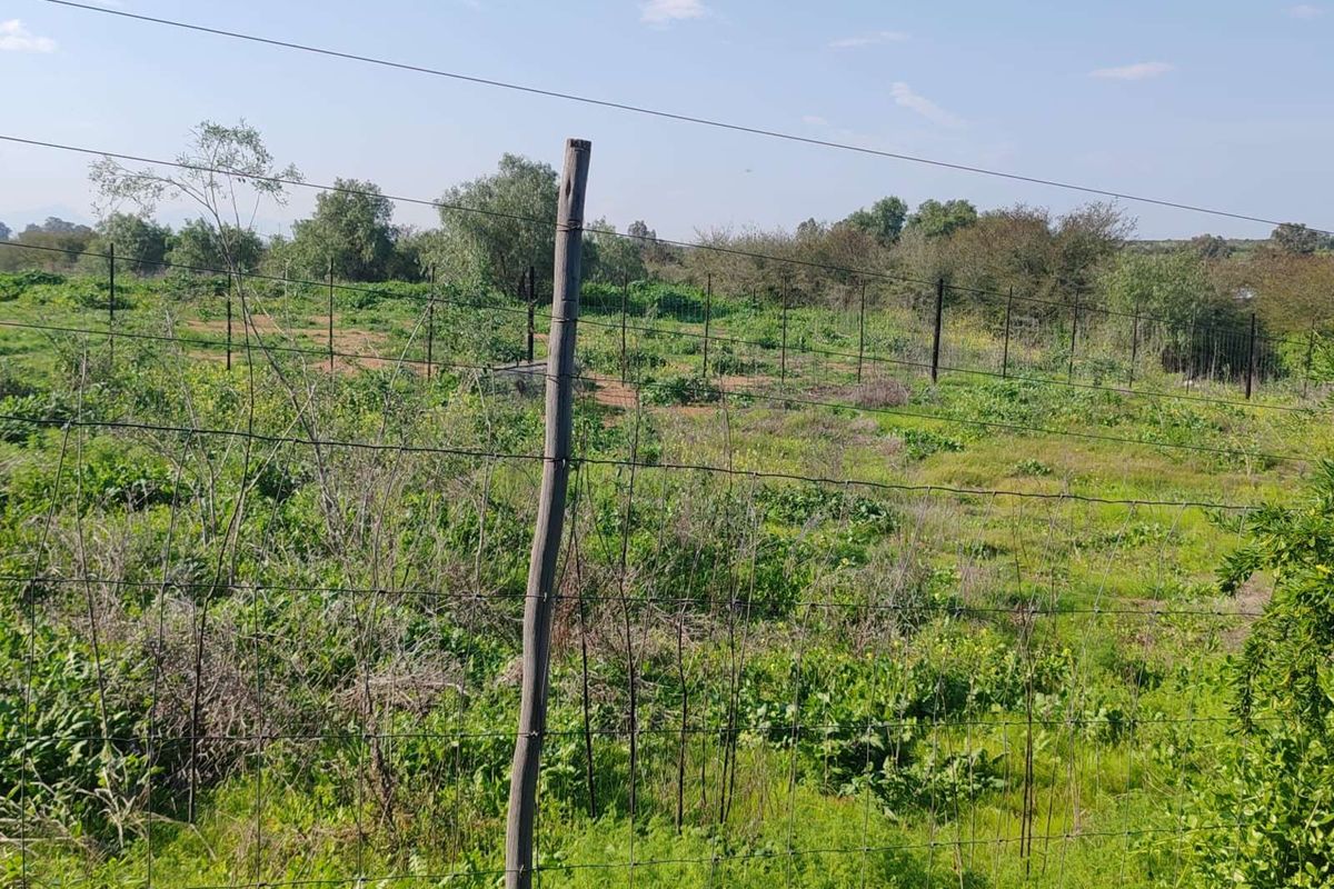Vacant Land Residential For Sale in De Hoop - Photo 3