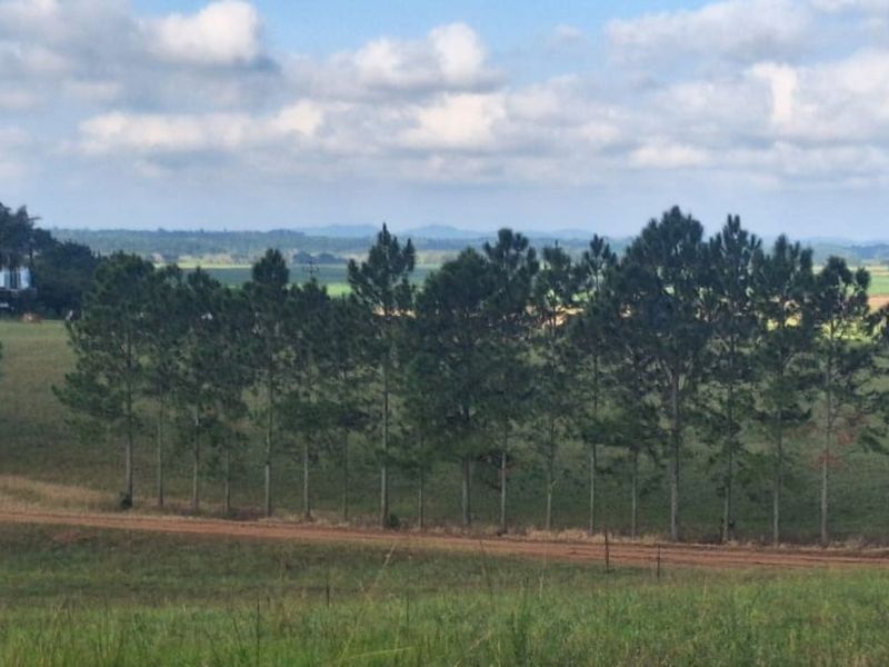 Farm For Sale in Monzi SH - Photo 1