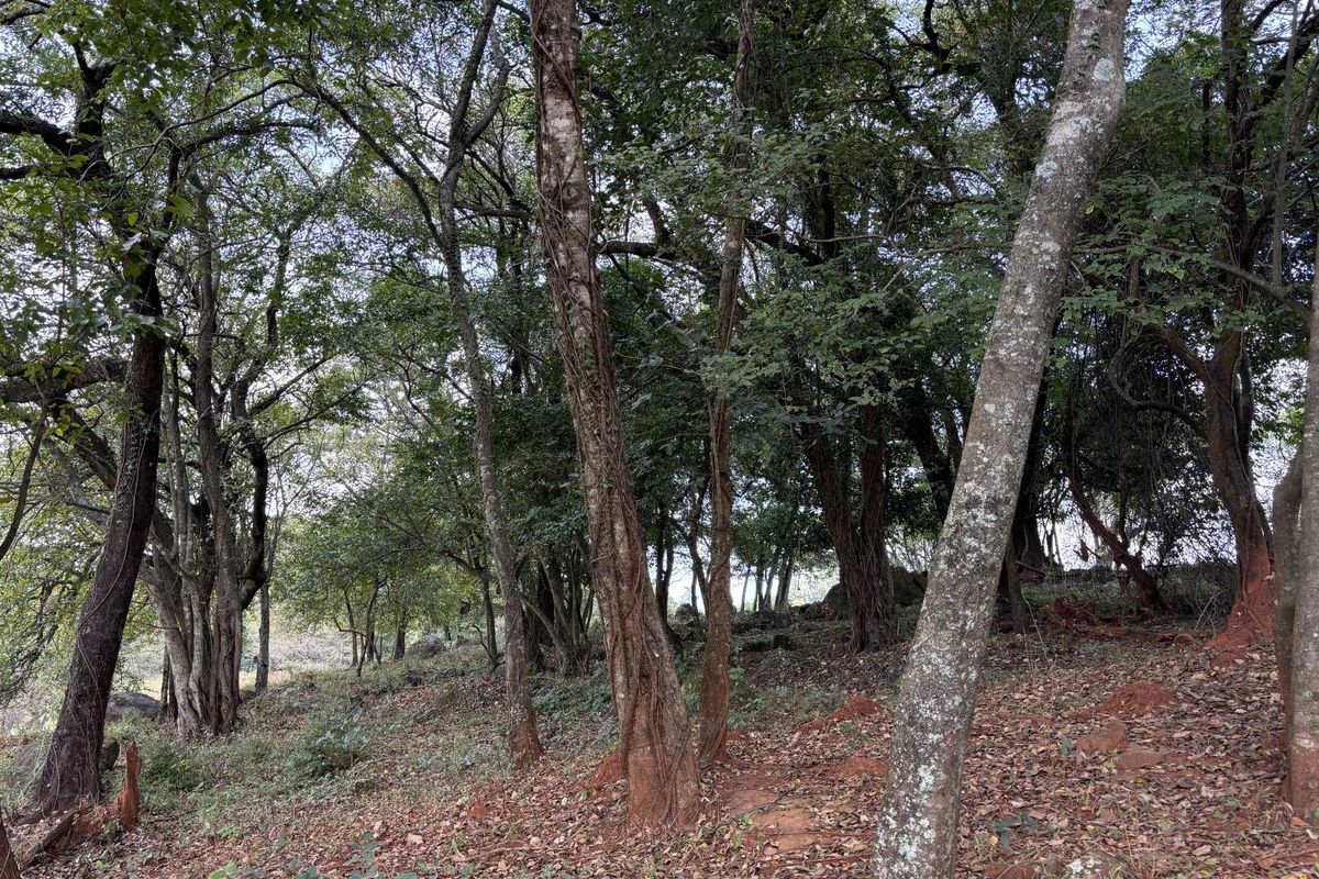 Vacant Land Residential For Sale in Doornhoek Equestrian Estate - Photo 4