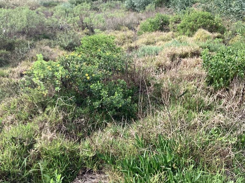 Vacant Land Residential For Sale in Albertinia Central - Photo 6