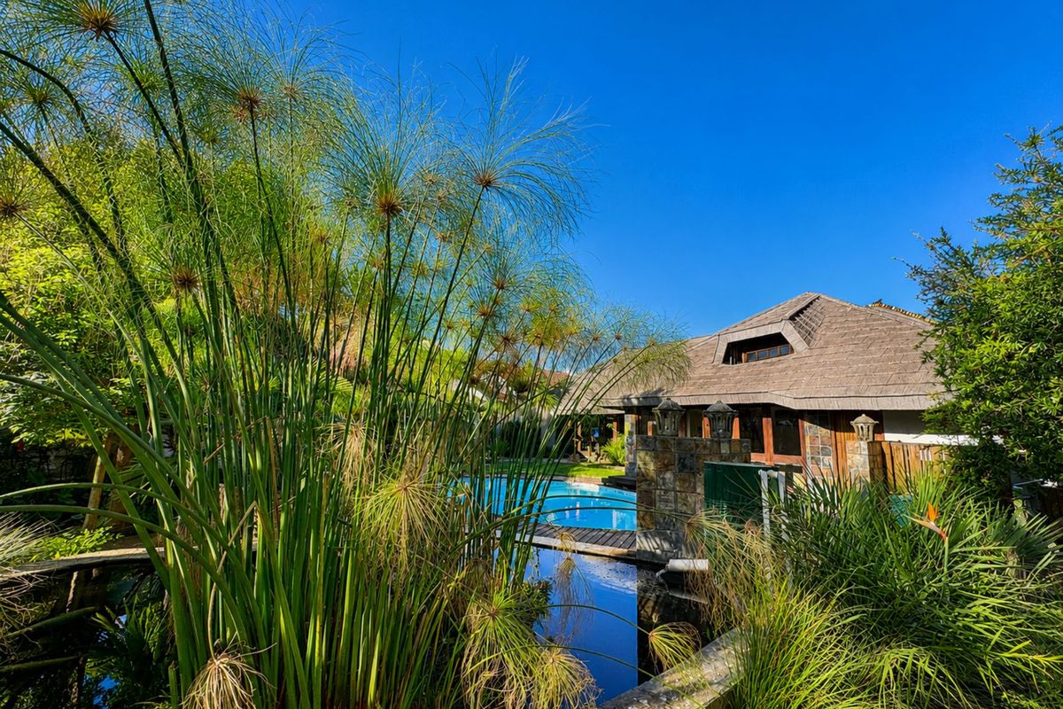 A serene outdoor view featuring a landscaped pond with lush greenery, leading towards a swimming pool and the rear elevation of the house.