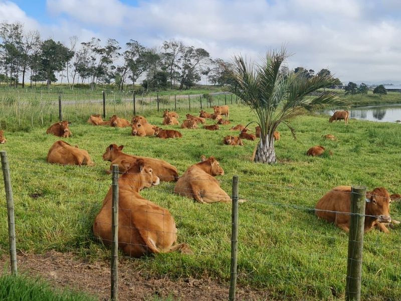Farm For Sale in Glentana - Photo 3