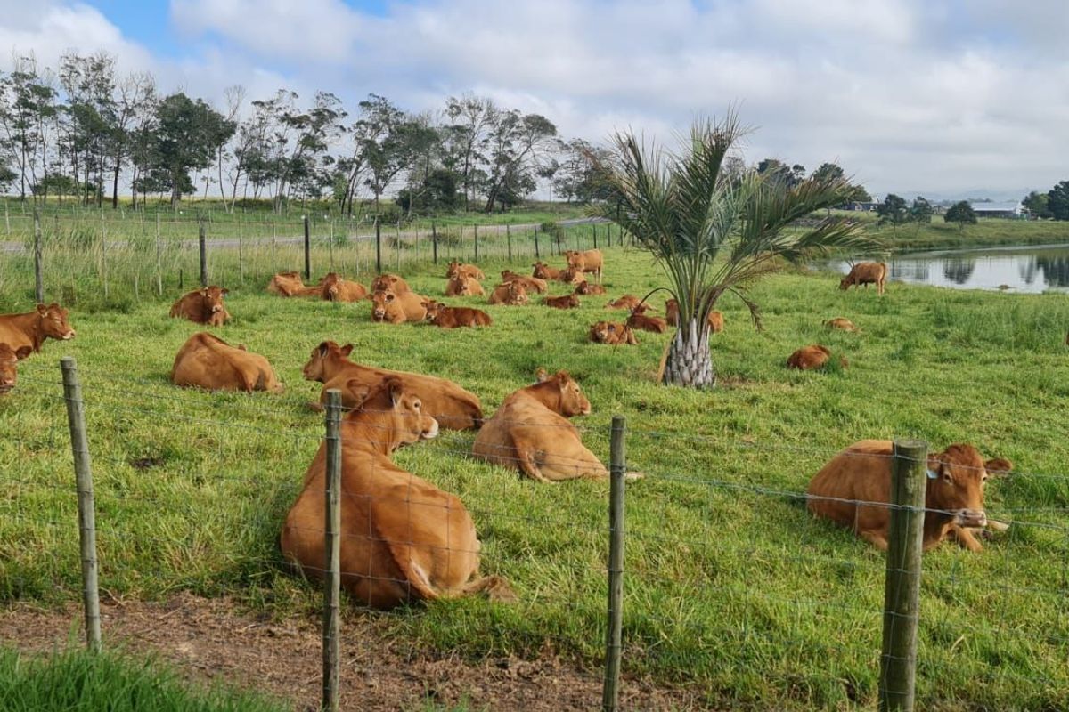 Farm For Sale in Glentana - Photo 3