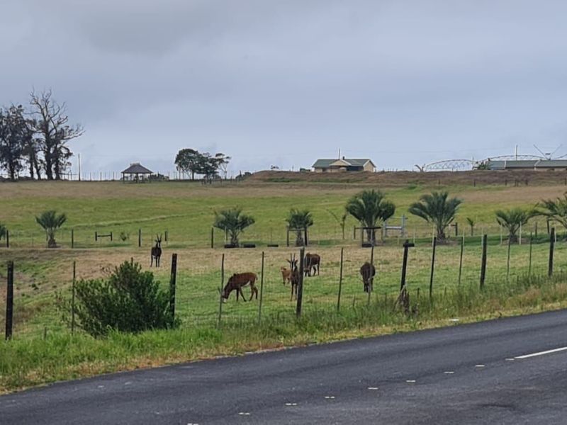 Farm For Sale in Glentana - Photo 4