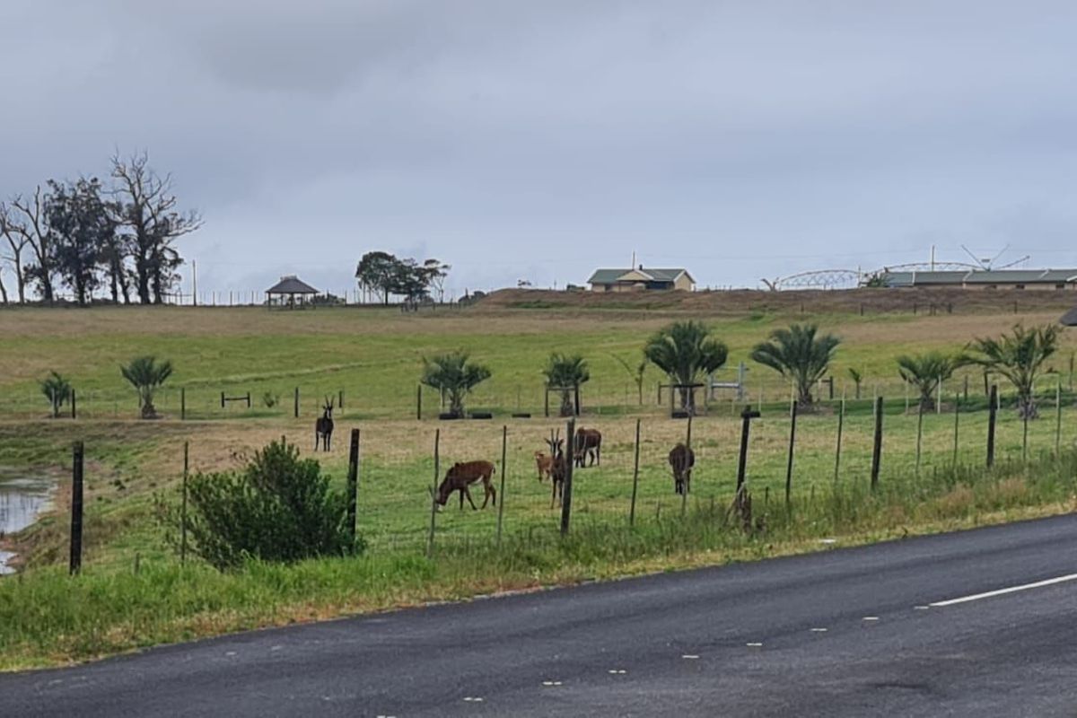 Farm For Sale in Glentana - Photo 4