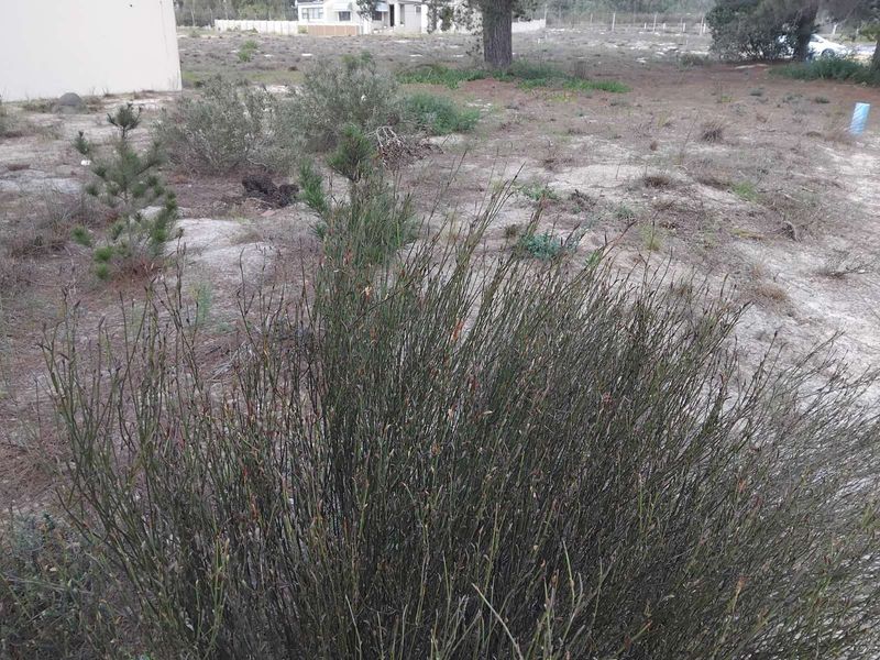 Vacant Land Residential For Sale in Albertinia Central - Photo 3