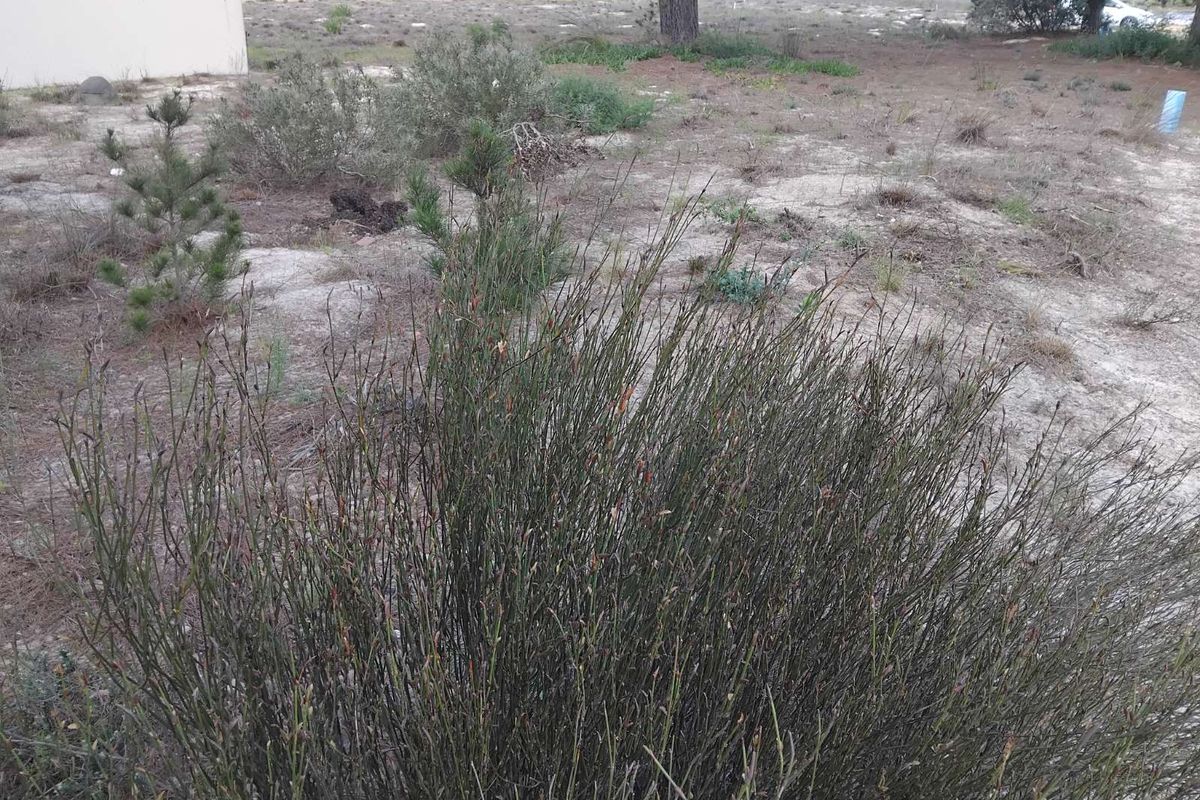 Vacant Land Residential For Sale in Albertinia Central - Photo 3