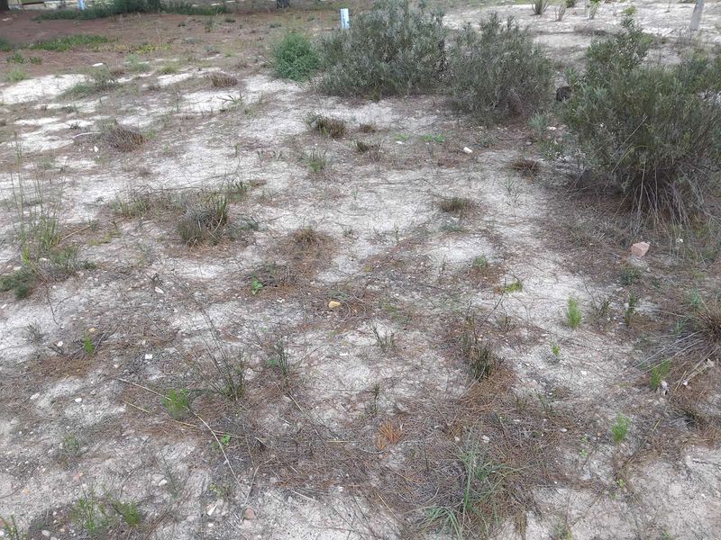 Vacant Land Residential For Sale in Albertinia Central - Photo 4