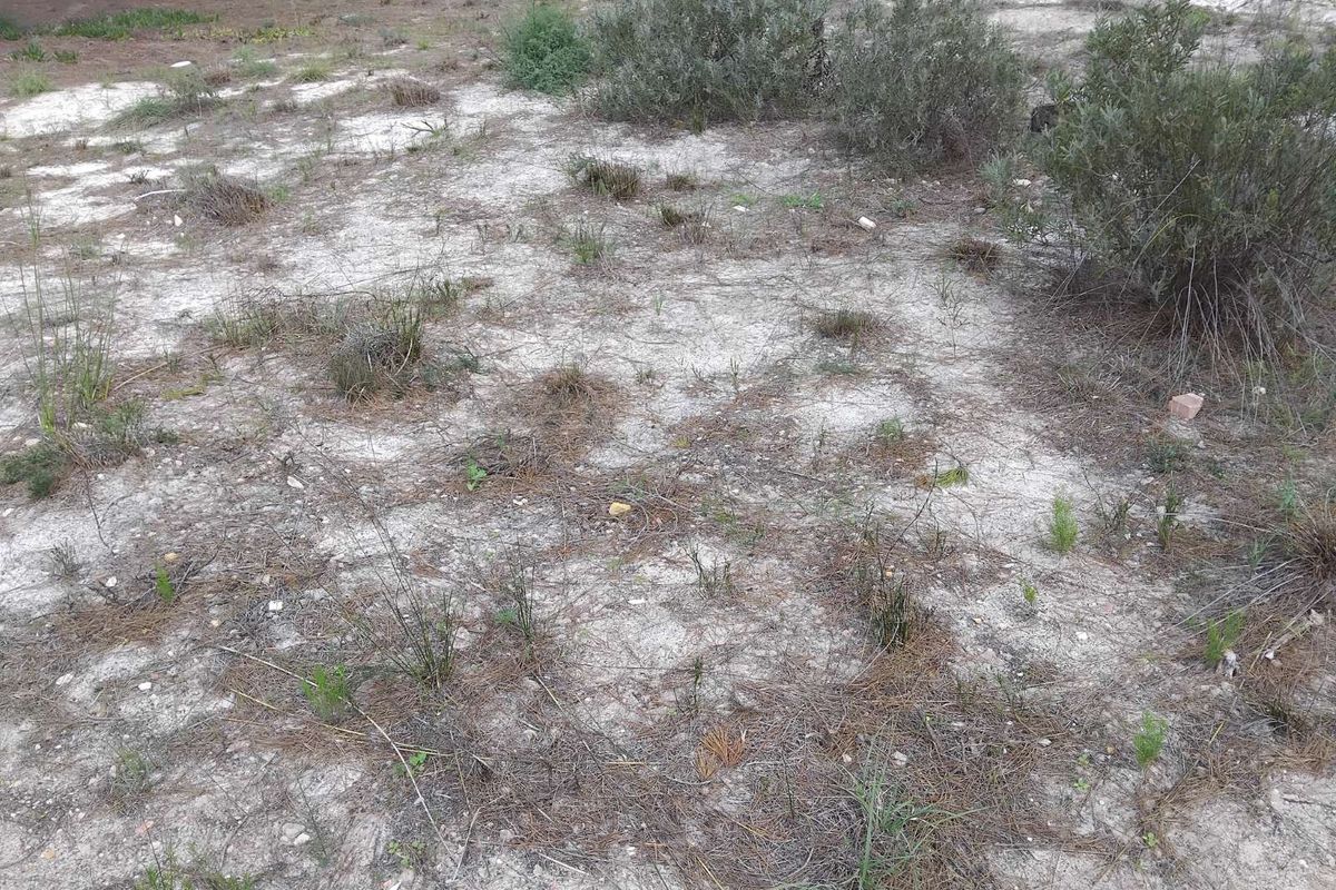 Vacant Land Residential For Sale in Albertinia Central - Photo 4