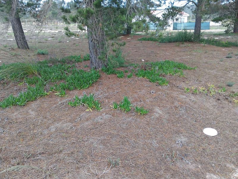 Vacant Land Residential For Sale in Albertinia Central - Photo 2