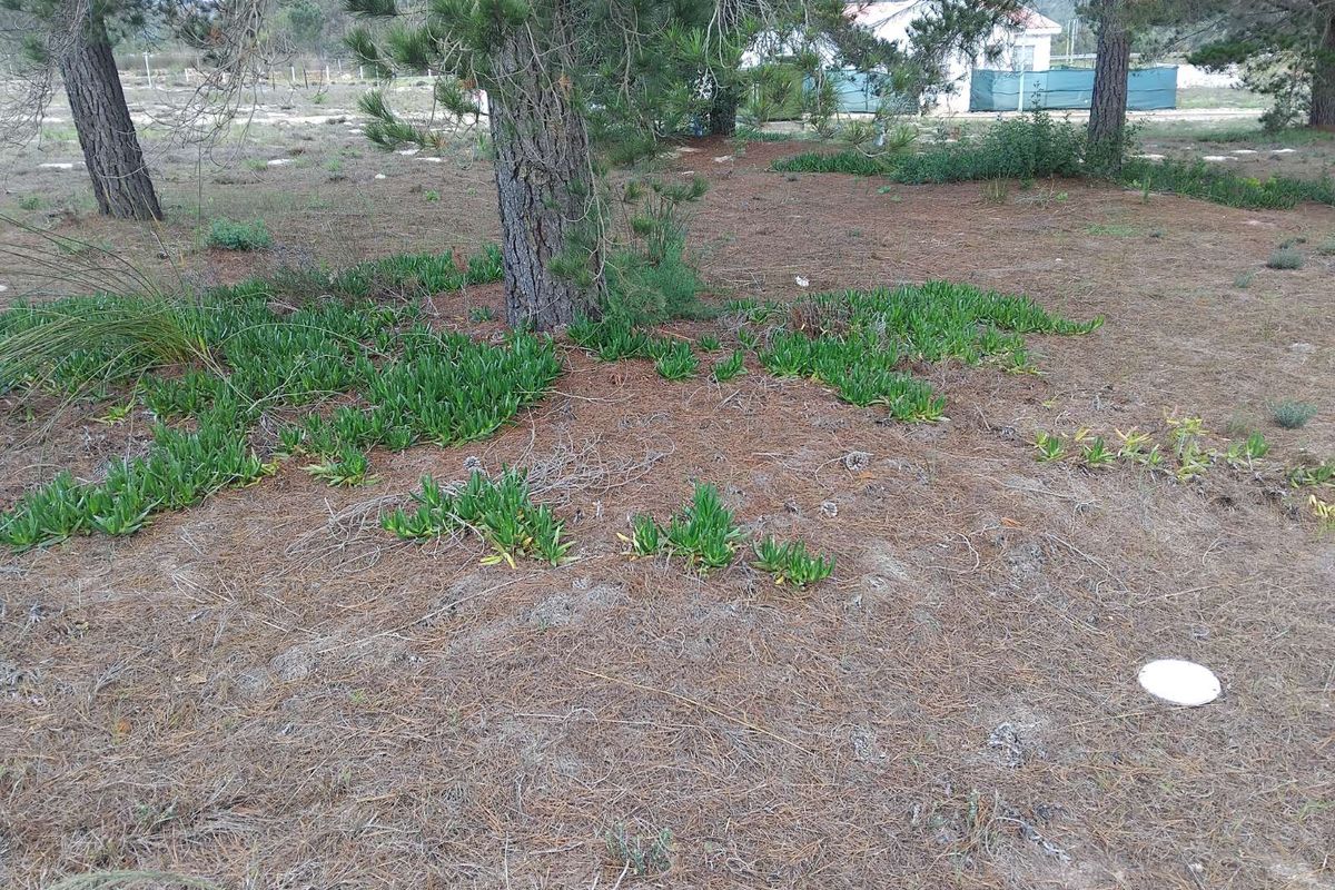 Vacant Land Residential For Sale in Albertinia Central - Photo 2