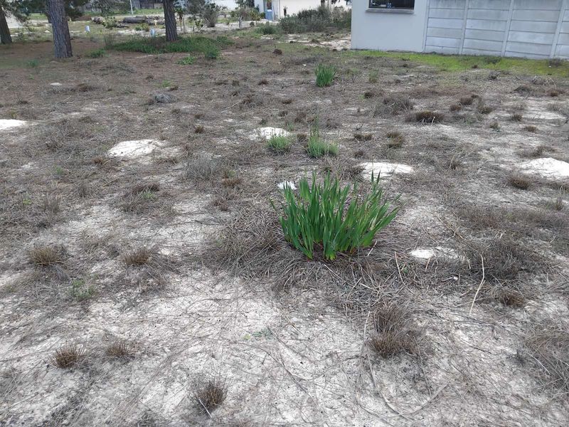 Vacant Land Residential For Sale in Albertinia Central - Photo 4