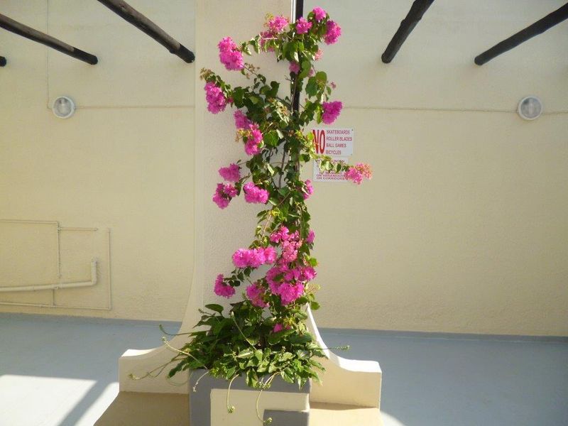 A covered outdoor patio area featuring a central structural pillar adorned with a flowering bougainvillea plant.