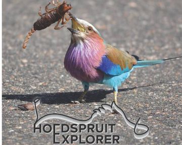 Hoedspruit Explorer - Issue 67 - July 2024