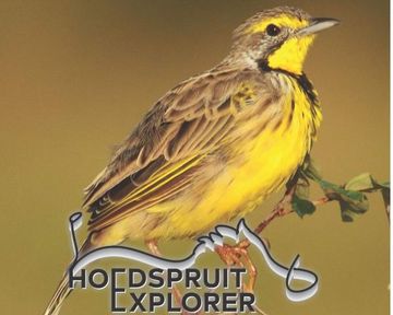 Hoedspruit Explorer - Issue 72 - Dec/January 2025