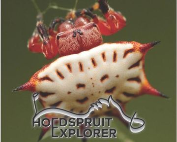 Hoedspruit Explorer - Issue 80 - September 2025