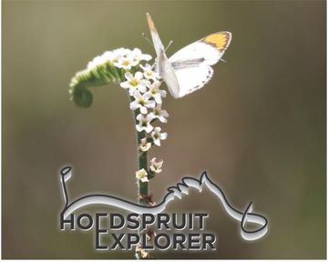 Hoedspruit Explorer May 2026: Property, Wildlife, Ecology & Local Insights