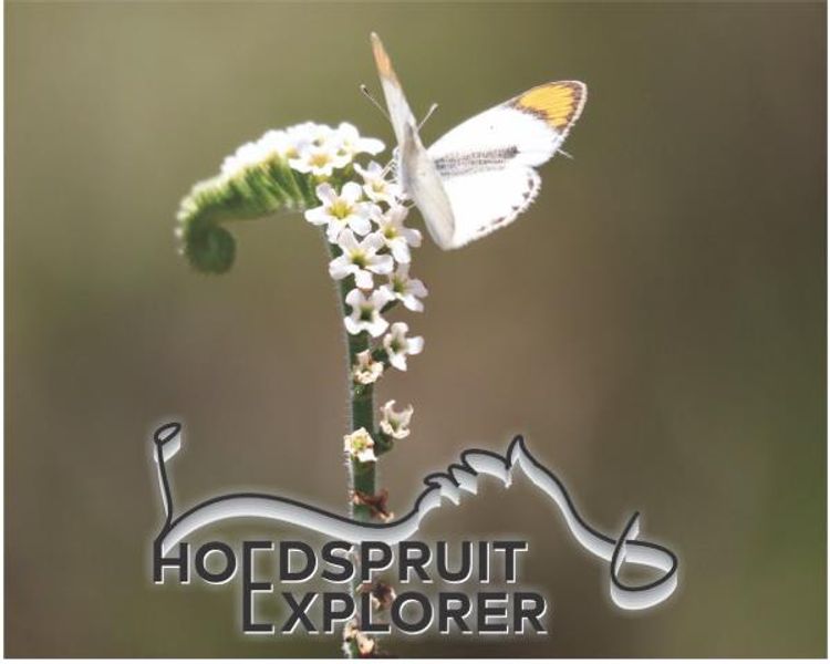 Hoedspruit Explorer May 2026: Property, Wildlife, Ecology & Local Insights